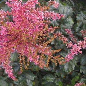 Astilbe x arendsii 'Flamingo'