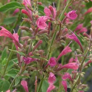 Agastache x 'Raspberry Summer'