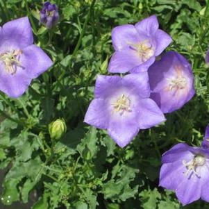 Campanula carpatica 'Blue Clips'
