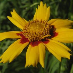 Coreopsis grandiflora 'Heliot'