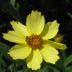 Coreopsis verticillata 'Full Moon'
