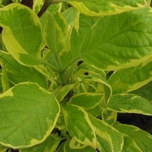 Cornus alba 'Cream Cracker'