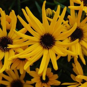 Helianthus angustifolius 'Low Down'