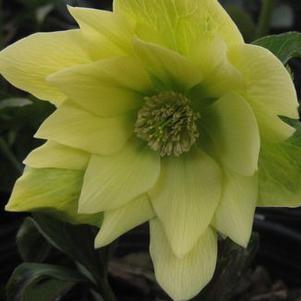 Helleborus x 'Golden Lotus Strain'