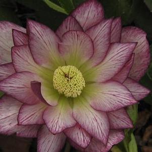 Helleborus x 'Peppermint Ice'