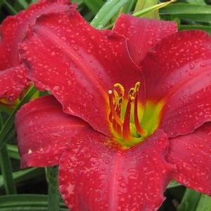 Hemerocallis  'Red Award'