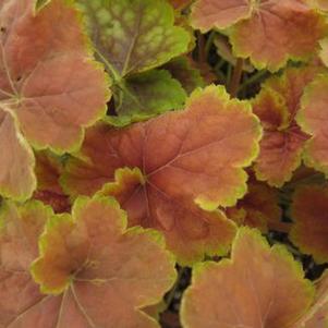 Heuchera x villosa 'Tiramisu'