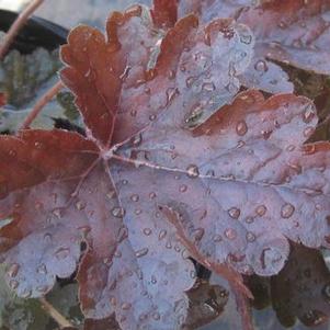 Heucherella x 'Burnished Bronze'