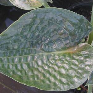 Hosta  'Deep Blue Sea'
