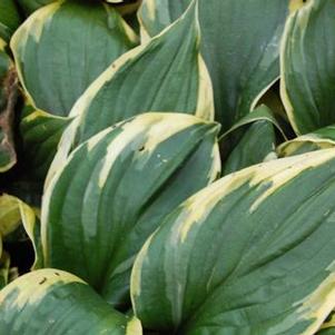 Hosta  'Twilight'