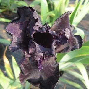 Iris germanica 'Before The Storm'