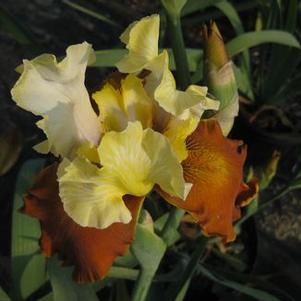 Iris germanica 'Fall Fiesta'