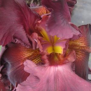 Iris germanica 'Red Hawk'