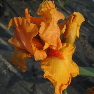 Iris germanica 'Savannah Sunset'