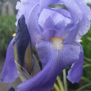 Iris pallida 'Variegata'
