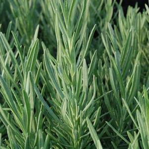 Lavandula x intermdedia 'Grosso'