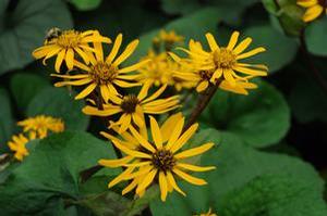Ligularia dentata 'Desdemona'