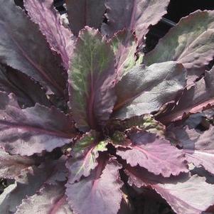 Lobelia cardinalis 'Fried Green Tomatoes'