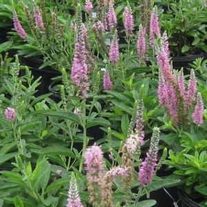 Veronica spicata 'Tickled Pink' 
