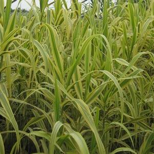 Arundo donax 'Golden Chain'