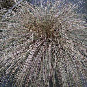 Carex buchananii 'Toffee Twist'