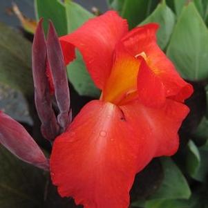 Canna x 'Australia'