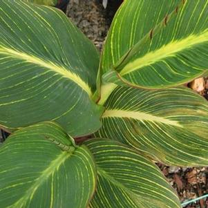 Canna x 'Bengal Tiger'