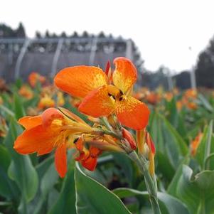 Canna x 'Orange Punch'