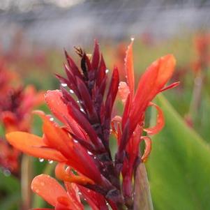 Canna x 'Valentine'