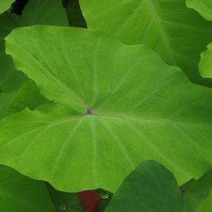 Colocasia esculenta 'Elena'