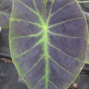 Colocasia esculenta 'Illustrus'