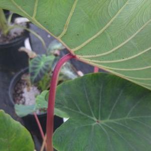 Colocasia esculenta 'Pink China'