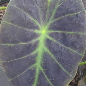 Colocasia esculenta 'Black Beauty'
