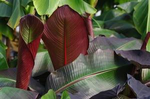 Ensete maurelii 'Red Abyssinian'