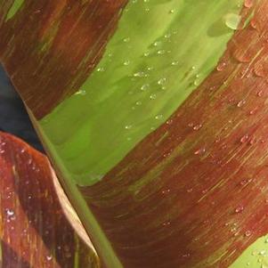 Musa acuminata 'Siam Ruby'