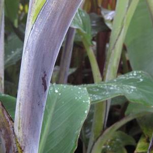Musa acuminata 'Thai Black'