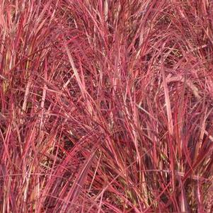 Pennisetum setaceum 'Fireworks'