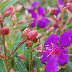 Tibouchina lepidota 'Ecuador Princess'