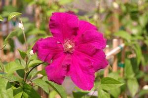 Clematis  'Cardinal Wyszynski'