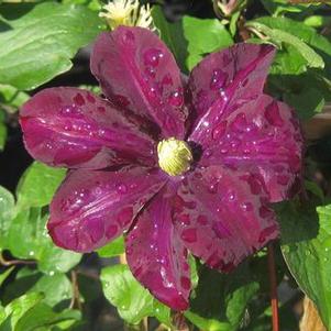 Clematis  'Warsaw Nike'