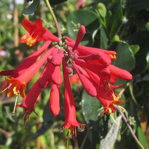 Lonicera sempervirens 'Crimson Cascade'