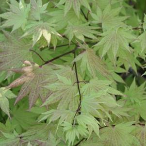 Acer japonicum 'Aconitfolium'