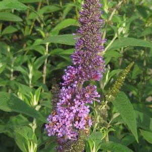 Buddleia davidii 'Empire Blue'