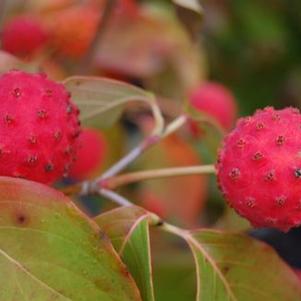 Cornus kousa Galilean&reg ('Galzam')