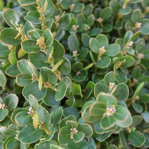 Buxus sempervirens 'Suffruticosa'