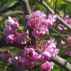 Cercis canadensis 'Flame'