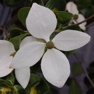 Cornus kousa 'Gold Star'