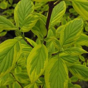 Cornus sericea (stolonifera) 'Hedgerows Gold'
