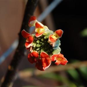 Edgeworthia chrysantha 'Akebono'
