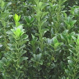 Euonymus japonicus 'Benkomaski' ('Greenspire')